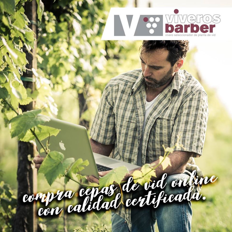 Comprar plantas en viveros de vid